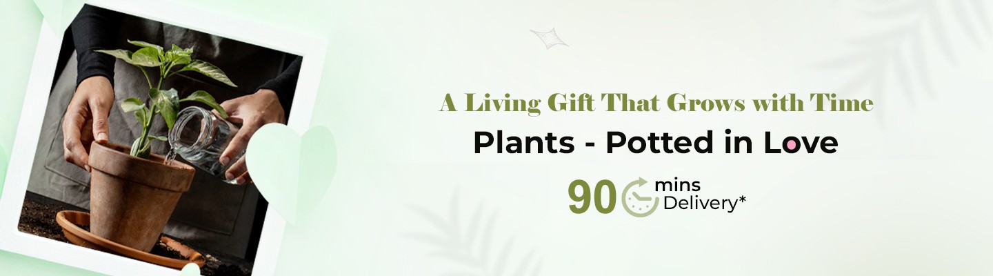 Special Offers - Banner 2