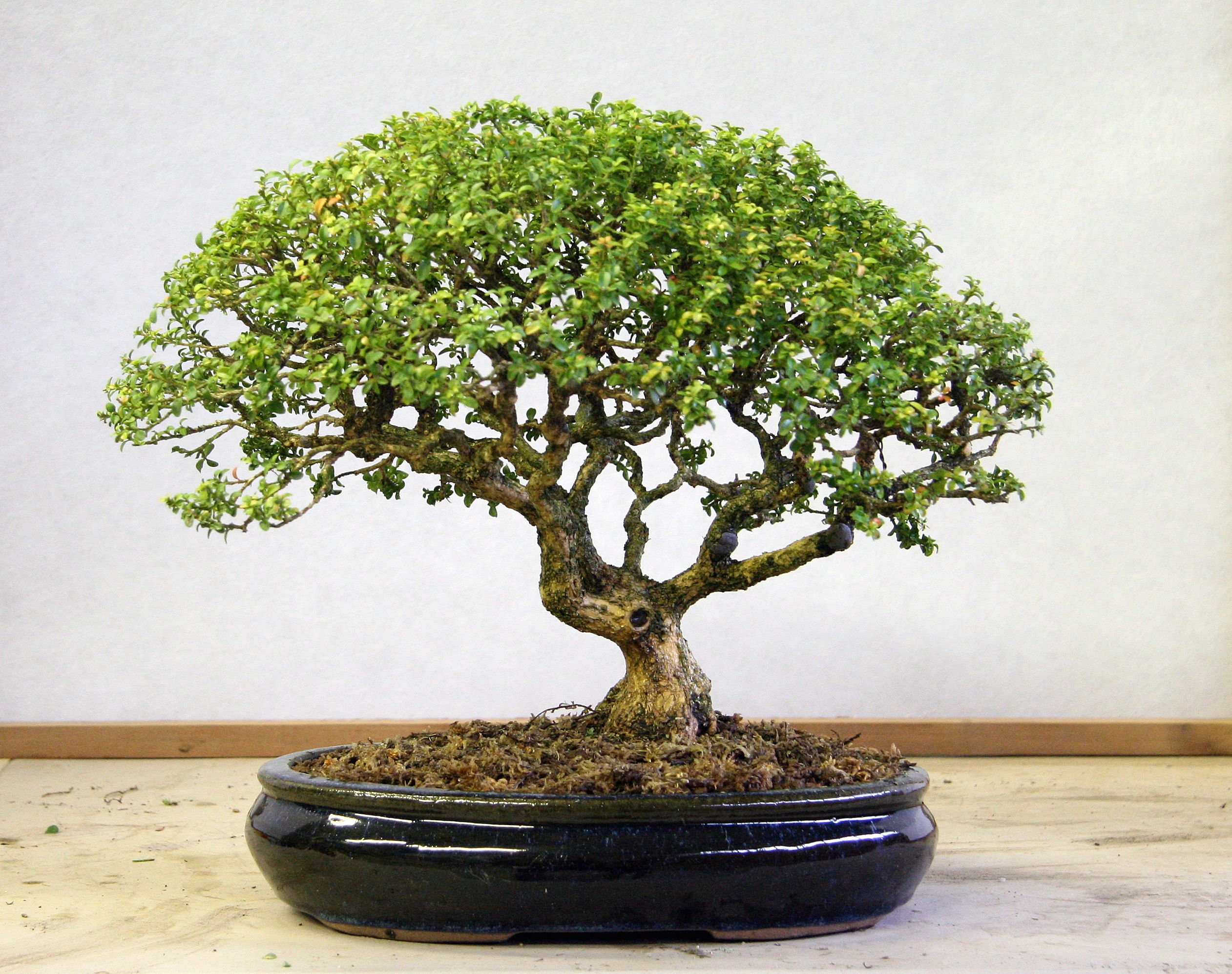 Bonsai Plants