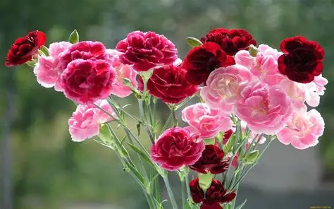 Carnations