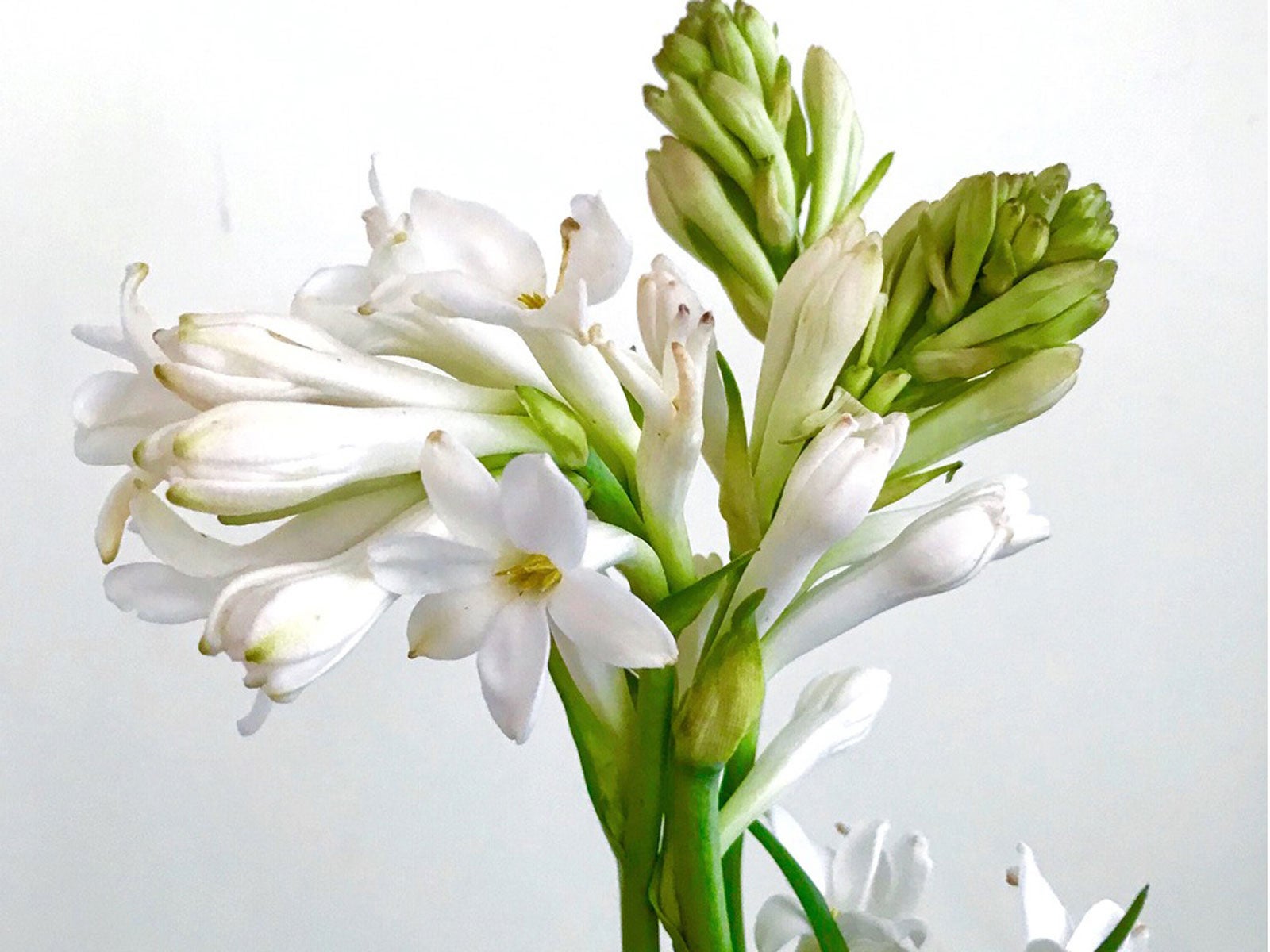 Tuberose