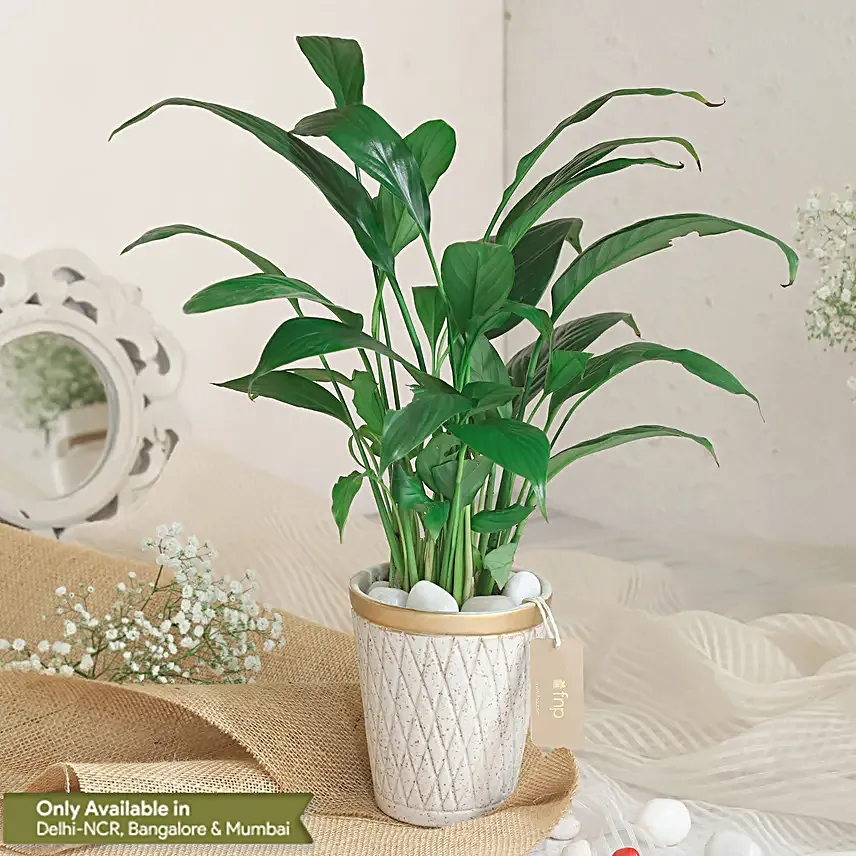 Air Purifying Plants