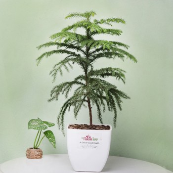 Araucaria Plant