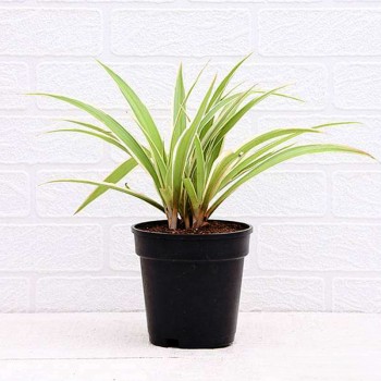 Spider Plant