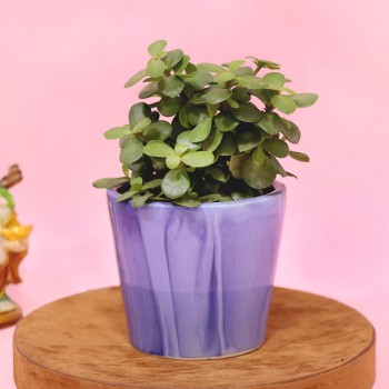 Fascinating Jade Plant