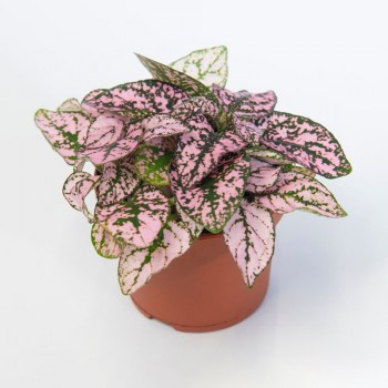 Pink Polka Dot Plant