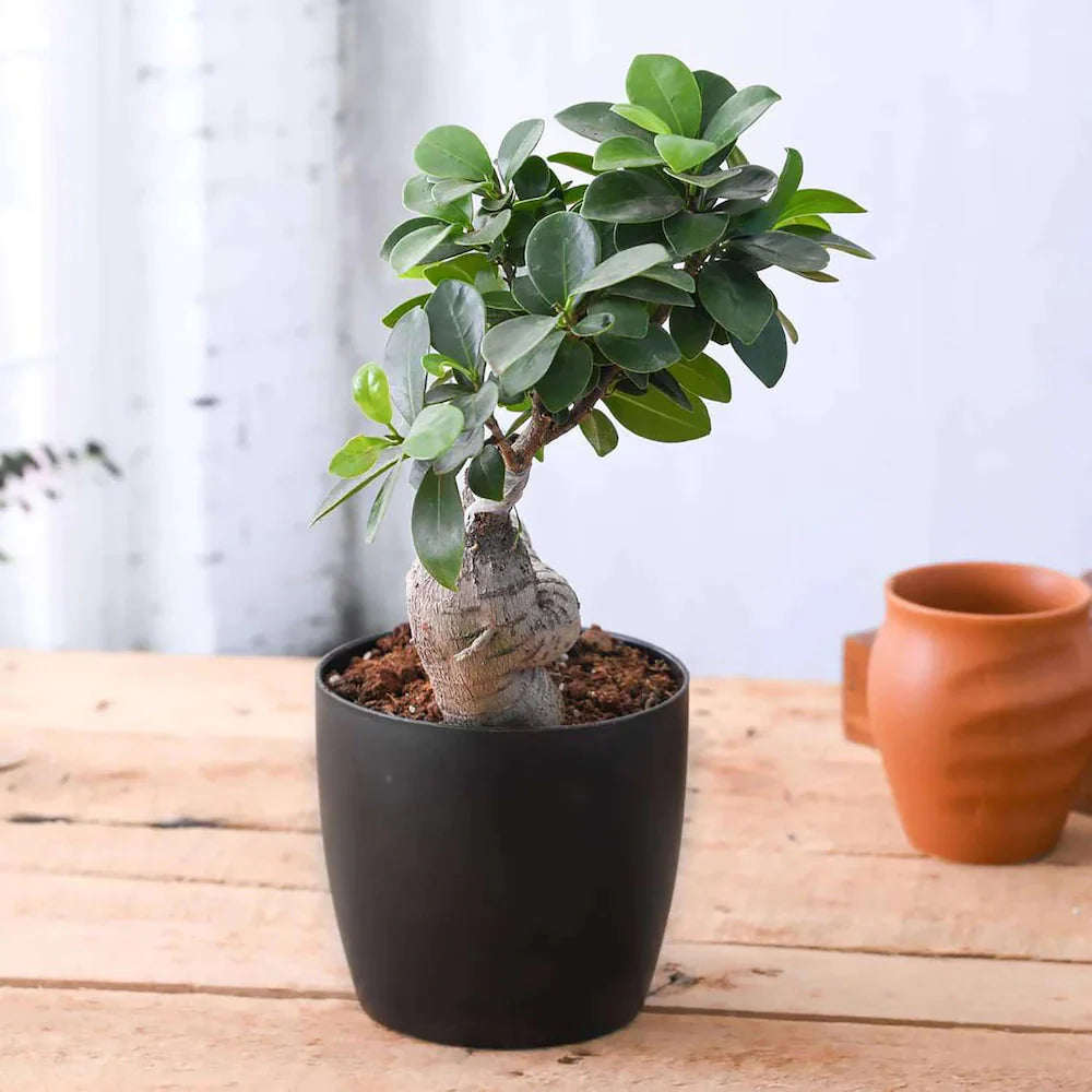 Home Bonsai Plant