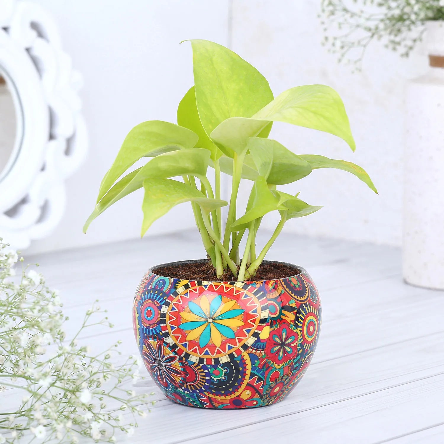 Money plant in colourful rajwada  printed pot