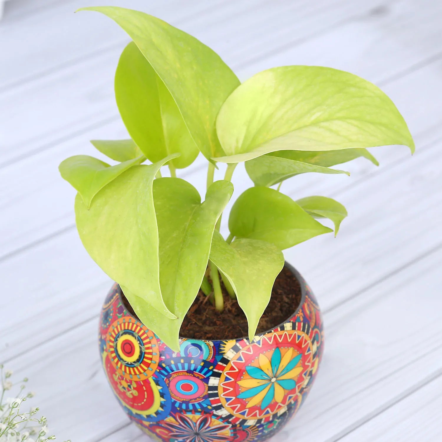 Money plant in colourful rajwada  printed pot
